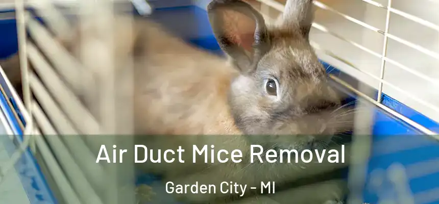  Air Duct Mice Removal Garden City - MI